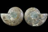 Cut & Polished Ammonite Fossil - Agatized #91158-1